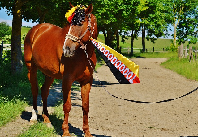 广东季后赛12人名单！胡明轩领衔5后卫，2米26中锋辅助莫兰德.